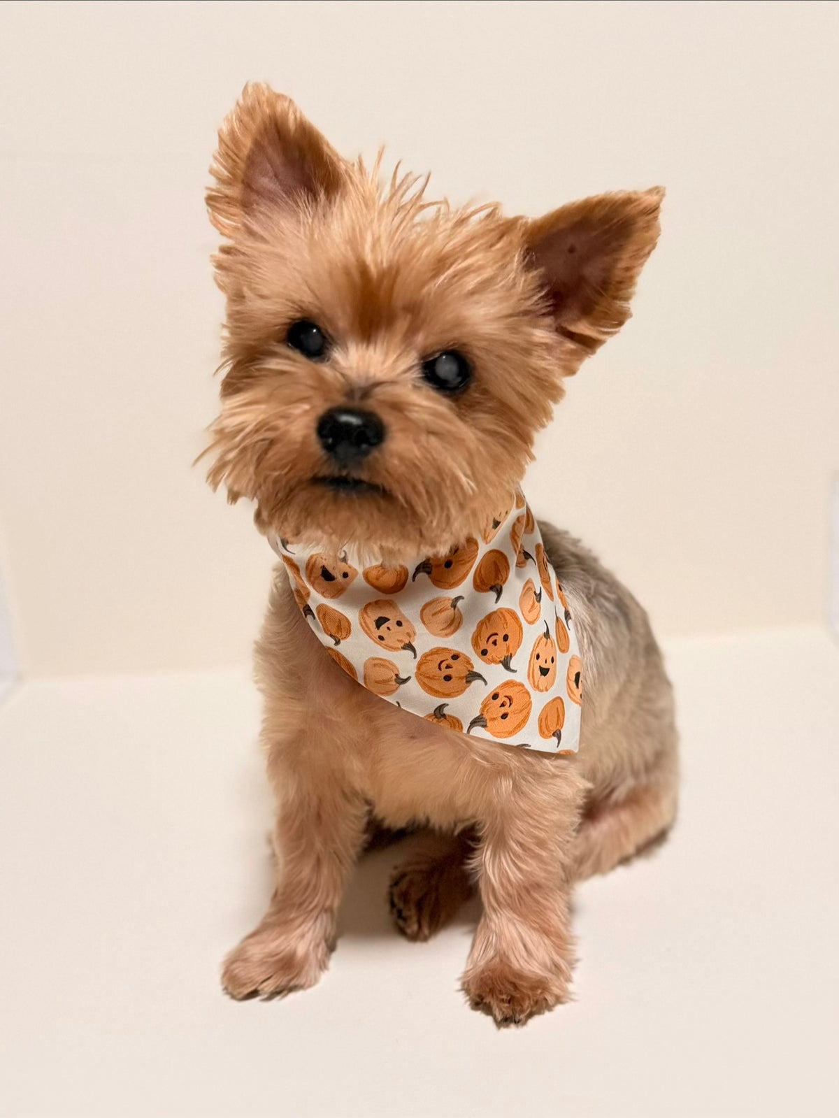 Pet Bandana