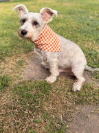 Pumpkin Gingham