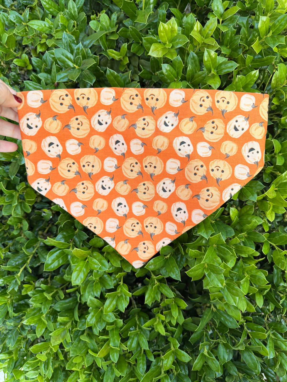 Pumpkin Paws - Orange