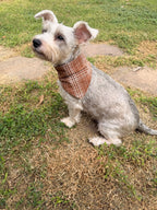 Brown Plaid
