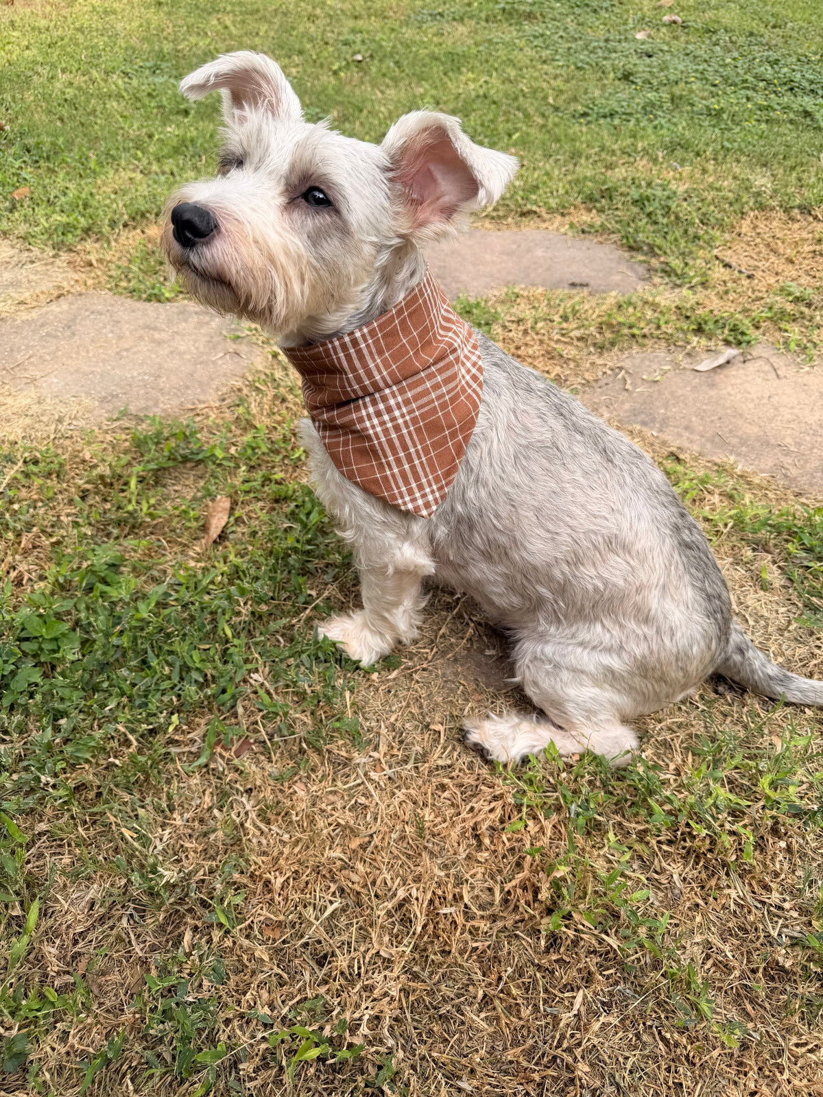 Brown Plaid