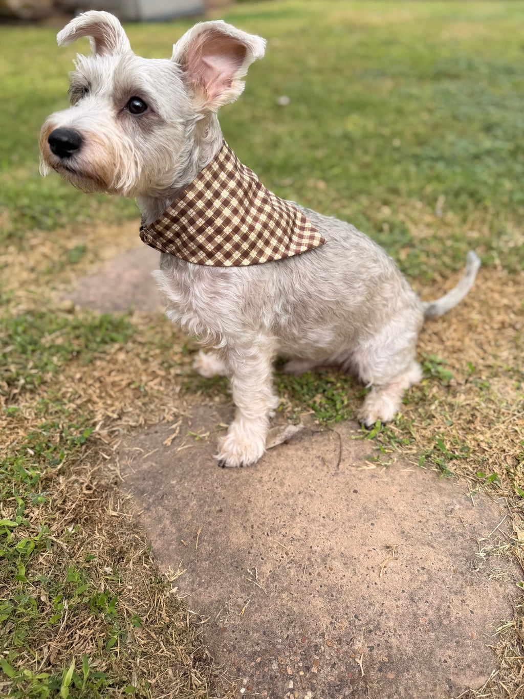 Harvest Gingham